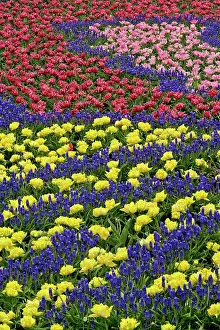 Hyacinth: Pattern of tulips and Grape Hyacinth flowers