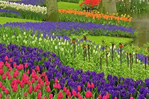 Hyacinth: Pattern of tulips hyacinth, and Grape Hyacinth