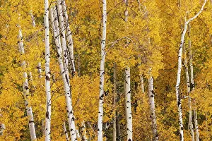 Teton: Pattern of white tree trunks among golden aspen