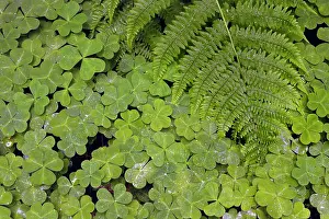 Sorrel: Pattern in wood Sorrel. Redwood National Park, California