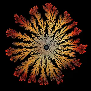 Splitting: Patterns of Paenibacillus bacteria on petri dish