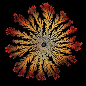 Bacterium: Patterns of Paenibacillus bacteria on petri dish