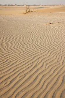 Persicum: Patterns in sand - in Dew Forest habitat
