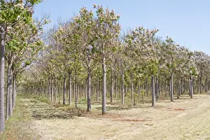 Eric Lindgren: A Paulownia plantation in Queensland