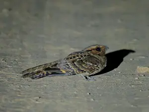 Nightjars: Pauraque Nyctidromus albicollis Atlantic Forest
