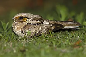 Nyctidromus: Pauraque (Nyctidromus albicollis) sitting on th