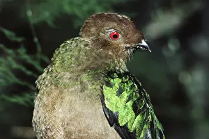 Pharomachrus: Pavonine Quetzal