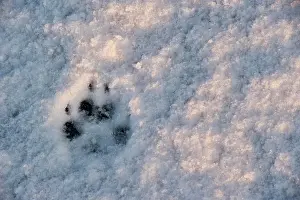 Trace: Paw print of an arctic fox in the snow, Skaftafell