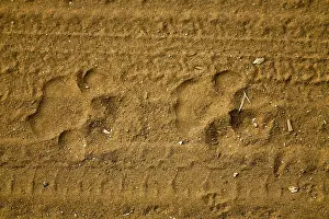 Trace: Paw prints of a tiger, Ranthambore National Park