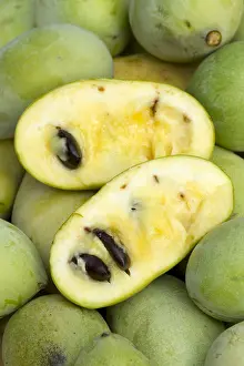 Ripe: Pawpaw (Asimina triloba) flower