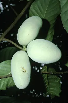 Pawpaw: Pawpaw Fruit