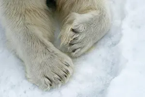 Mayen: Paws in the snow, Polar bear (Ursus maritimus)