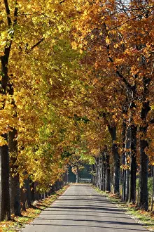 Robur: Pays Bas, Frise, route bordee de chenes en automne // Nether