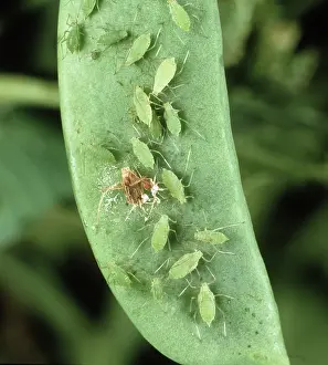 Pisi: Pea aphid on pea pod
