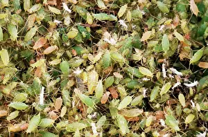 Greenflies: Pea APHIDS / Greenfly - Huge Swarm