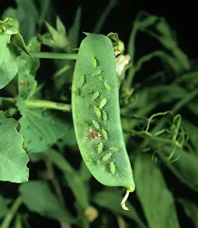 Pisum: Pea aphids on pea pod