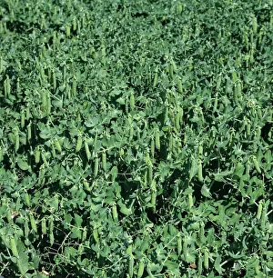 Peas: Pea crop
