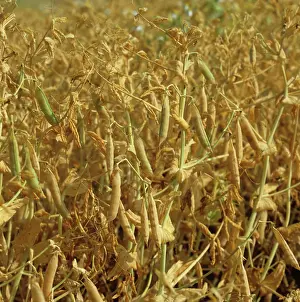 Ripening: Pea crop