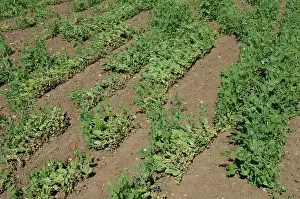 Knot: Pea Crop Damaged by Root Knot Nematode