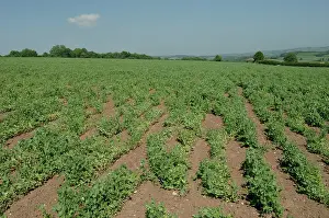 Knot: Pea Crop Damaged by Root Knot Nematode