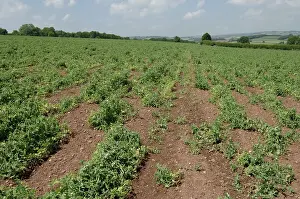 Knot: Pea Crop Damaged by Root Knot Nematode