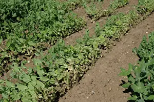 Knot: Pea Crop Damaged by Root Knot Nematode