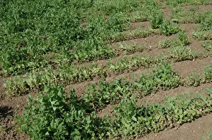 Knot: Pea Crop Damaged by Root Knot Nematode