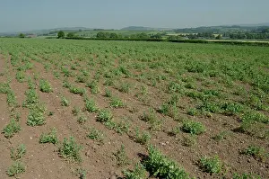 Knot: Pea Crop Damaged by Root Knot Nematode