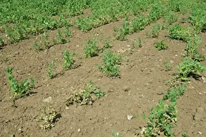 Knot: Pea Crop Damaged by Root Knot Nematode