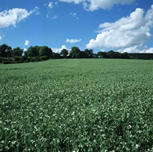 Peas: Pea crop in full flower