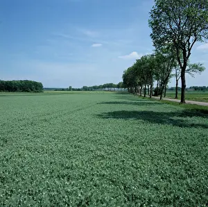 Pisum: Pea crop with tree avenue