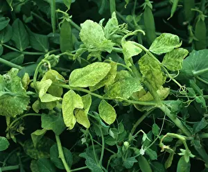 Peas: Pea enation mosaic virus