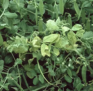 Chlorosis: Pea enation mosaic virus