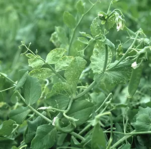 Chlorosis: Pea enation mosaic virus