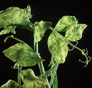 Chlorosis: Pea enation mosaic virus