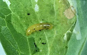 Pisum: Pea leaf miner (Phytomyza horticola)
