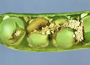 Cydia: Pea Moth Caterpillar