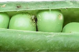 Peas: Pea Moth larvae / caterpillar - in damaged pea pod