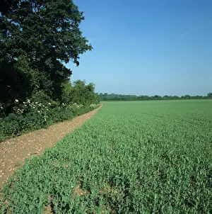 Headland: Pea (Pisum sativa) crop next to hedgerow