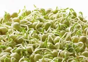 Beansprout: Pea