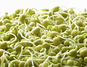 Beansprout: Pea