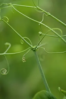 Strengthen: Pea