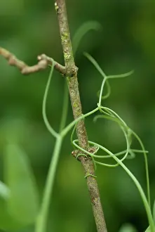 Strengthen: Pea