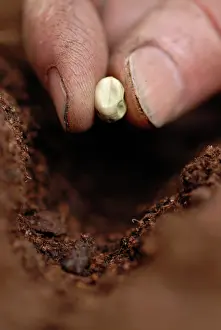 Nurturing: Pea