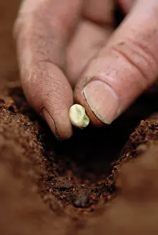 Nurturing: Pea