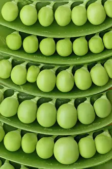 Proportion: Pea