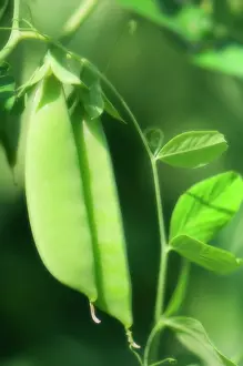 Tendril: Pea