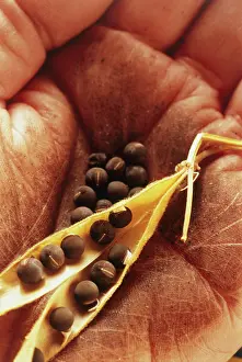 Collected: Pea