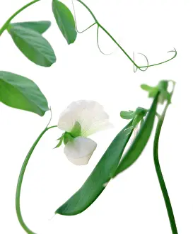Pisum: Pea