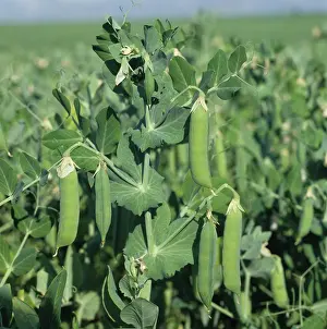 Pisum: Pea (Pisum sativum) crop